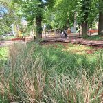 J. Sokołowska-Kowalczyk Park Kasztanowy w Cieszynie - widok na drewniany podest oraz krzewy, byliny i drzewa